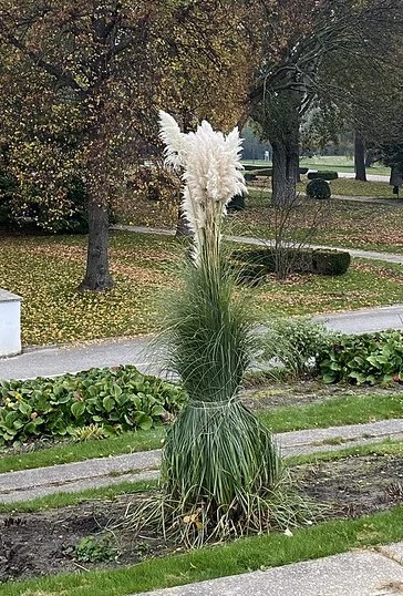 Zum Schopf zusammengebundenes Pampasgras im Garten.