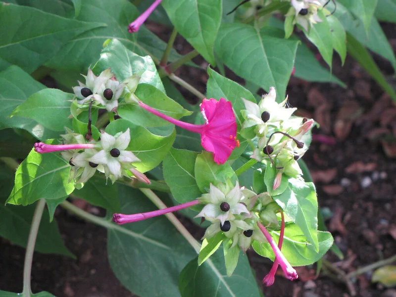 Wunderblume mit Blüten und Fruchtständen