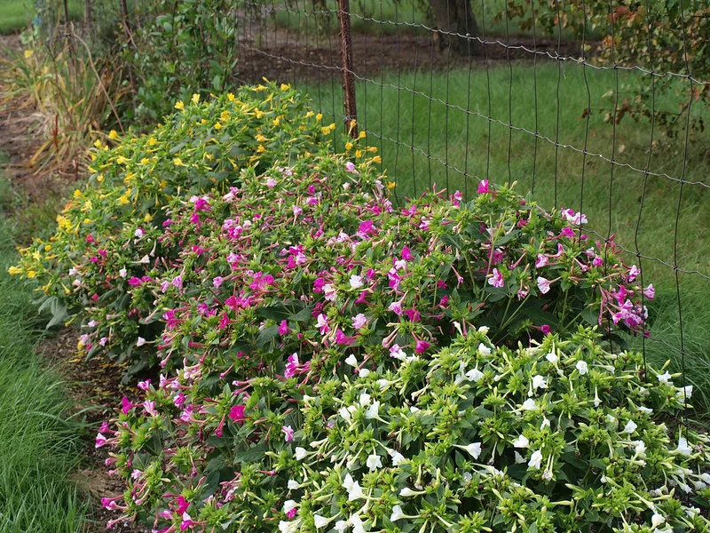 Mehrere blühende Wunderblumen Büsche im Garten