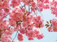 Blüten der Japanischen Zierkirsche vor blauem Himmel