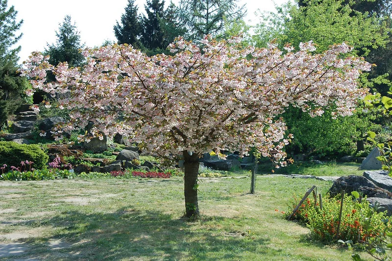 Zierkirsche mit weißen Blüten als blütenreiche Veredelung mit ausladender Krone