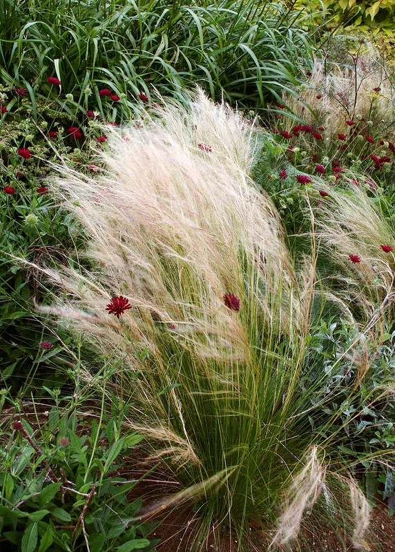 Federgras in voller Blüte in einem Gartenbeet mit Blumen