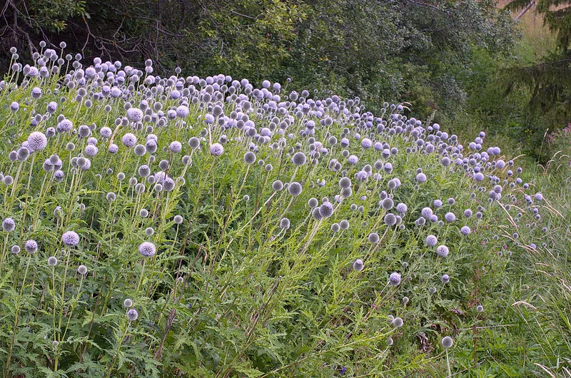 Kugeldistel der Sorte Arctic Glow blüht zahlreich in einem Gartenbeet