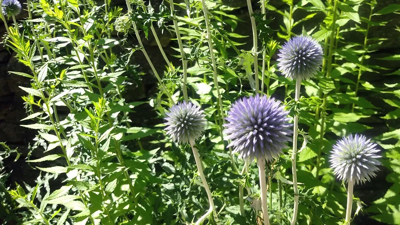 Kugeldistel der Sorte Blue Globe blühend im Garten