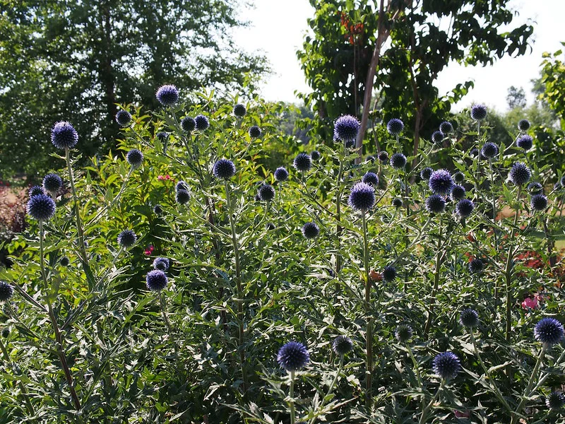 Kugeldistel der Sorte Veitch's Blue im Garten