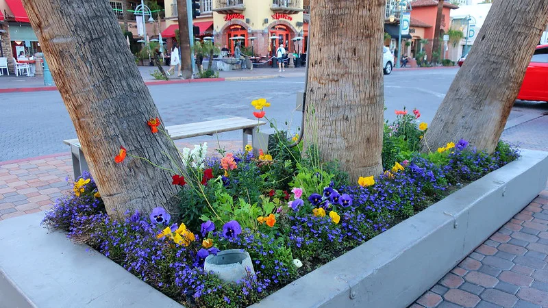 Männertreu als Unterpflanzung von Bäumen mit Klatschmohn und Stiefmütterchen