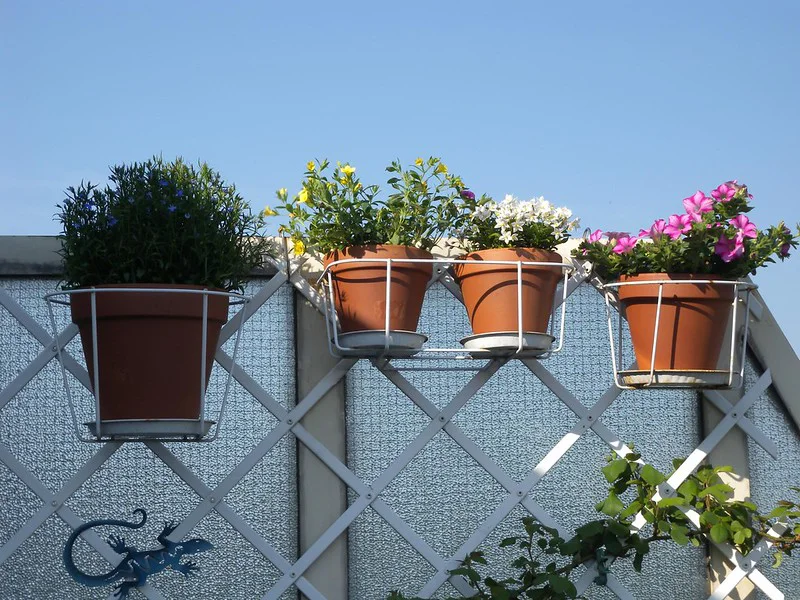 Männertreu im Topf blüht auf dem Balkon neben anderen Topfpflanzen