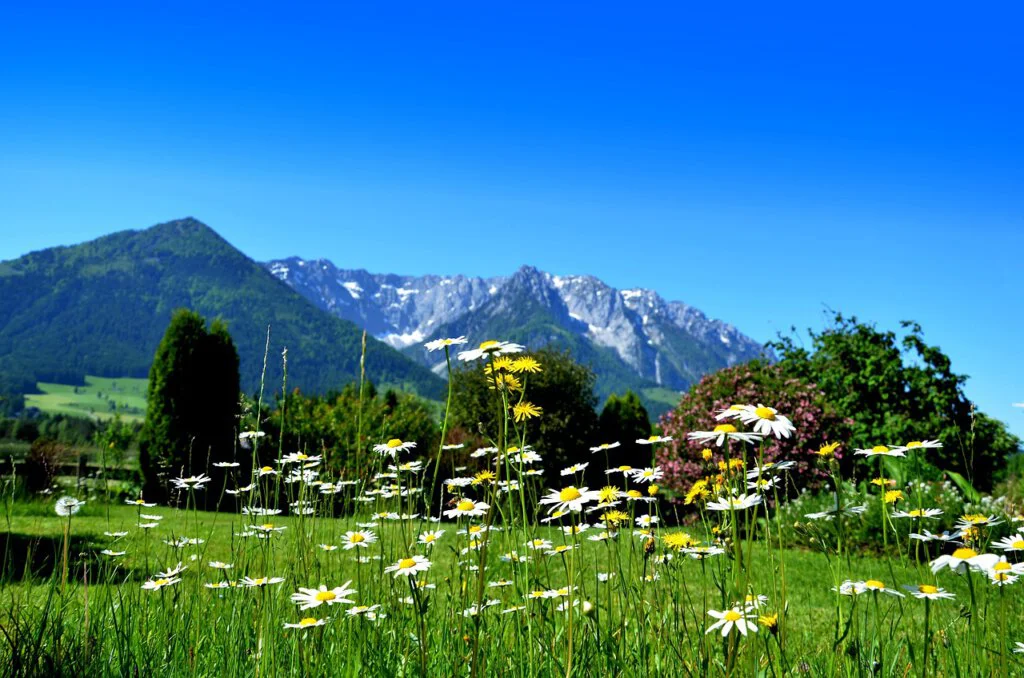 Blühende Wiesenmargeriten mit Bergen im Hintergrund