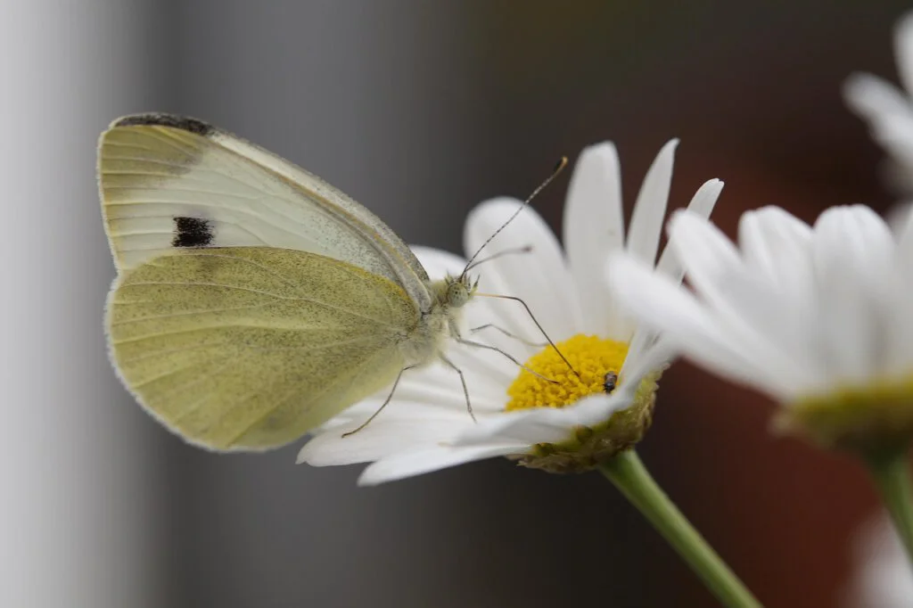 Schmetterling sitzt auf einer Margeritenblüte