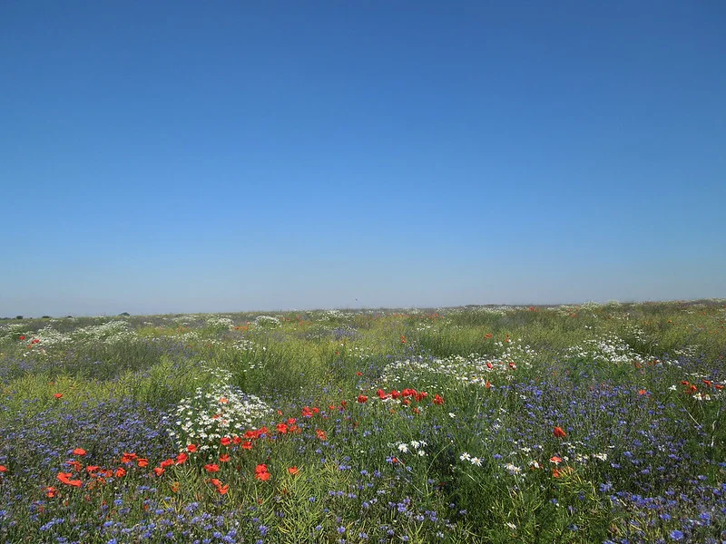 Mohnblumen, Kornblumen, Margeriten verwildert auf einer großen Fläche bis zum Horizont