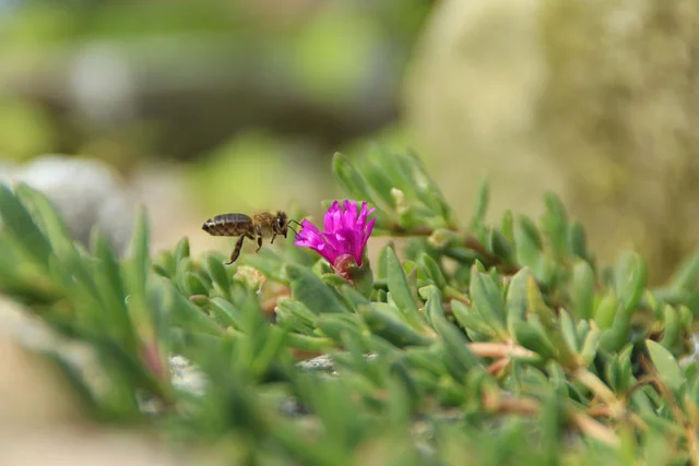 Eine Biene fliegt auf die Blüte einer Mittagsblume zu