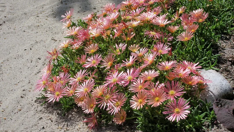 Mittagsblume der Sorte Kelaidis blüht im Steingarten.