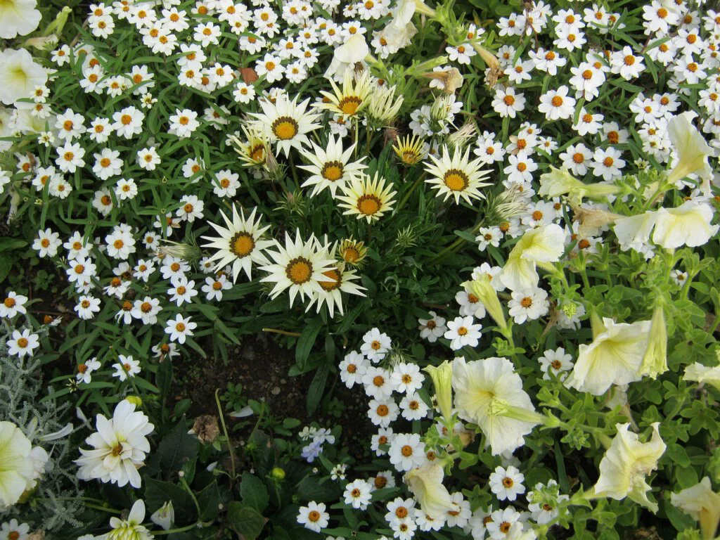 Mittagsblumen mit Margeriten und Petunien im Beet