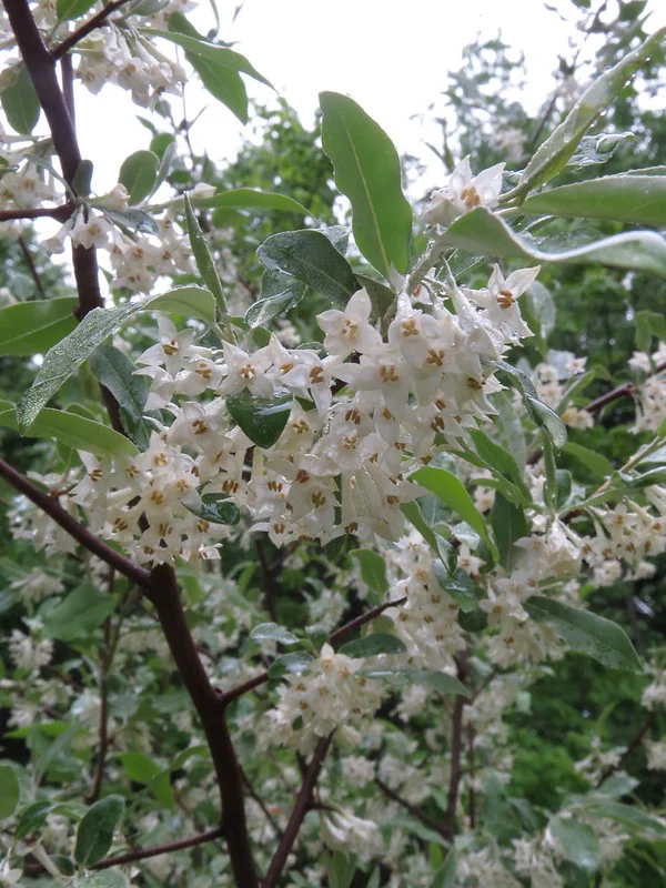 Blüten einer Ölweide in Nahaufnahme