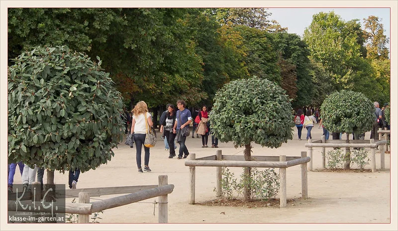 Immergrüne Ölweide als Kugelbaum in den Tuilerien von Paris