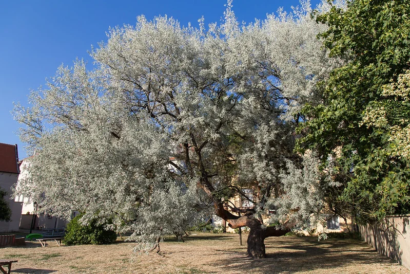 Schmalblättrige Ölweide als ausgewachsener Baum im großen Garten oder Park