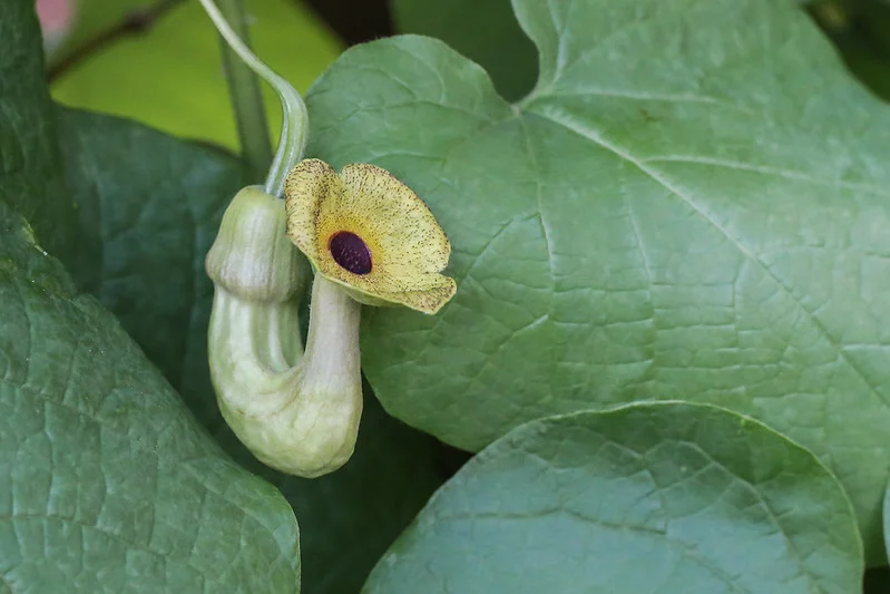 Nahaufnahme einer Blüte der Amerikanischen Pfeifenwinde Aristolochia macrophylla