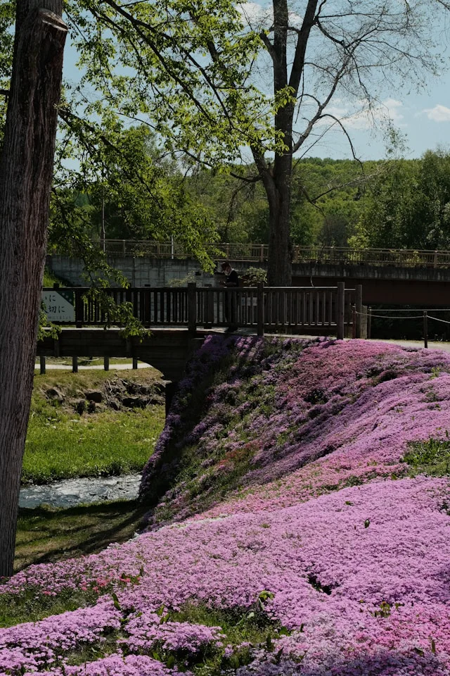 Eine große Fläche am Hang mit blühenden Phlox Bodendeckern