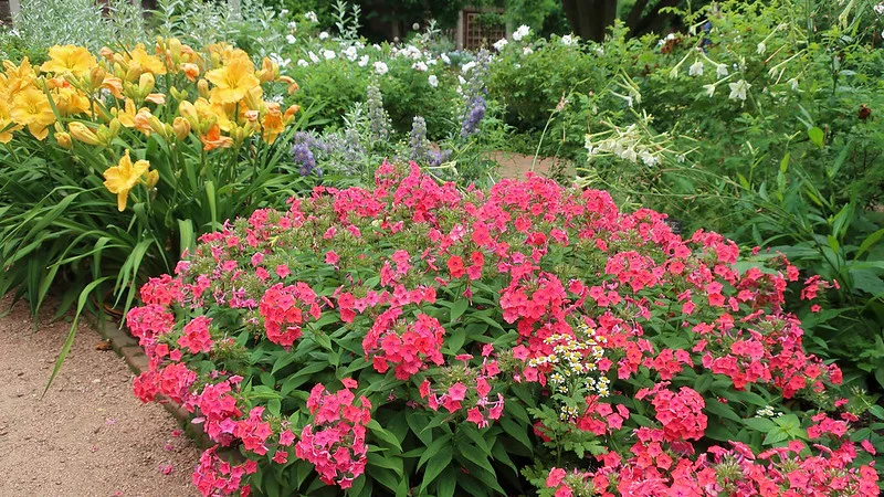 Phlox-paniculata-Coral-Flame-Hemerocallis-Majestic-Move-Delphinium-Highlander-Bolero gedeihen im Gartenbeet