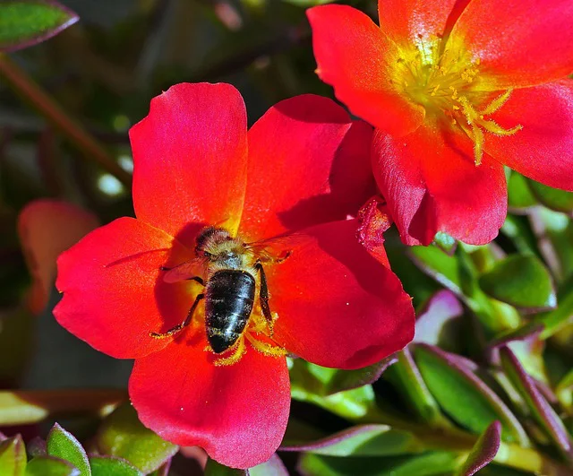 Eine Biene sitze in der Blüte eines Portulaca grandiflora