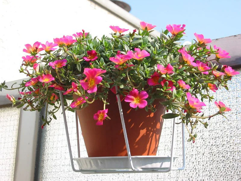 Portulakröschen im Topf auf dem Balkon