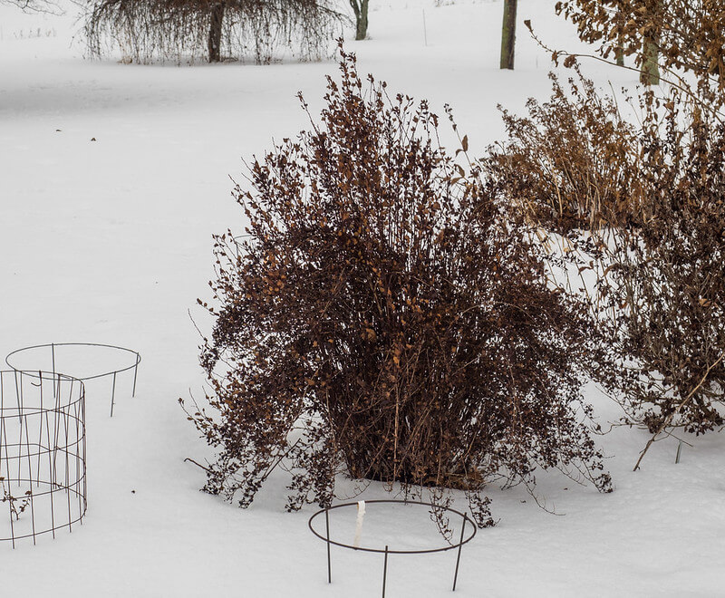 Eine laublose Blasenspiere steht im Winter im Garten im Schnee.