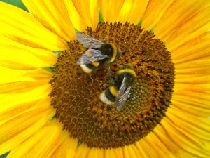 Hummeln sitzen auf der Blüte einer Sonnenblume