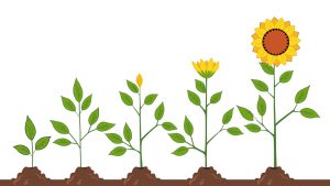 Illustration des Wachstums einer Sonnenblume ab der Keimung